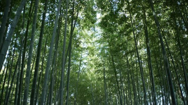 晴れの日に風に揺れるたくさん茂った竹林の竹と葉　陽光の陰影　子供の日・日本・春のイメージ