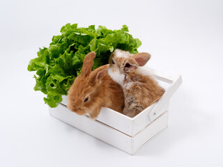 rabbits and fresh greens salad parsley carrot cabbage on a white background