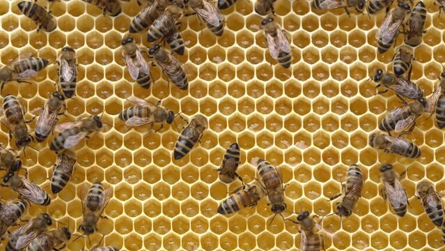 Fresh honey in a honeycomb close up. Organic beekeeping. Organic Honey Bee Farm. Rural beekeeping. Natural background