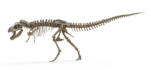 Tyrannosaurus Rex skeleton on isolated. Png transparency