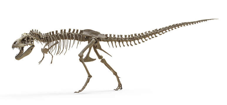 Tyrannosaurus Rex skeleton on isolated. Png transparency