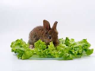 rabbits and fresh greens salad parsley carrot cabbage on a white background - 583763570