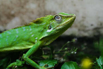 A young chameleon is enjoying sunshine.