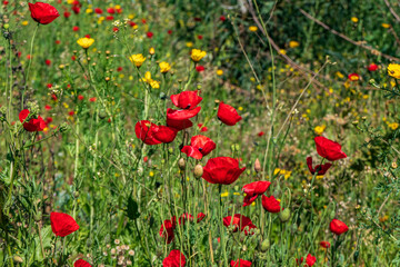Red flowers of blooming wild poppies among green grass.