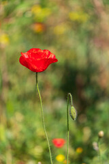 Red flowers of blooming wild poppies among green grass.