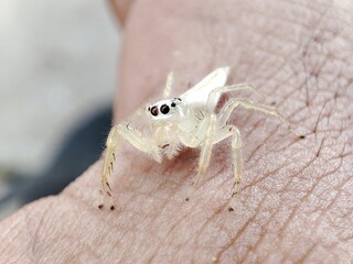 Telamonia dimidiata is crawling on the skin