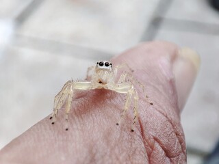 Telamonia dimidiata is crawling on the skin