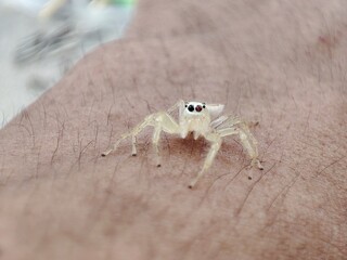Telamonia dimidiata is crawling on the skin