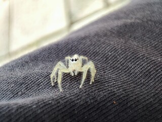 Telamonia dimidiata is crawling on the skin