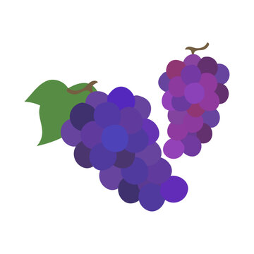 ブドウの房。フラットなベクターイラスト。
Bunches of grapes. Flat designed vector illustration.