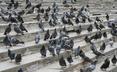 Obraz premium Many pigeons on the stairs in the city on the stairs of the cityscape.