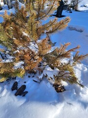 snow covered spruce pine tree winter day landscape 