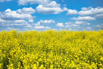 Obraz premium Nanohana flowers and blue sky