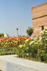 Vertical shot of blooming flowers in front of a historical building
