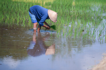 Asian woman planting rice in the field during rainy season in Yogyakarta, 10 February 2023
