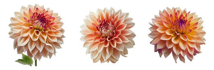 Dahlia flowers isolated on a transparent background. © Shivaniii