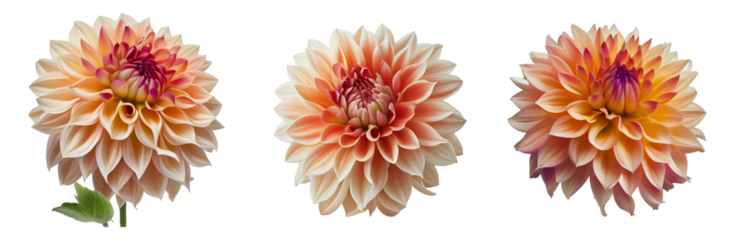 Dahlia flowers isolated on a transparent background.