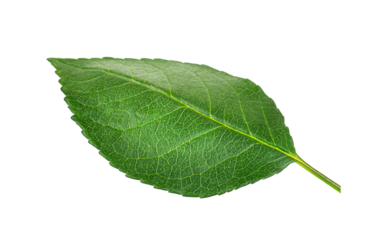Close-up of green textured leaf isolated on transparent background, apple leaf