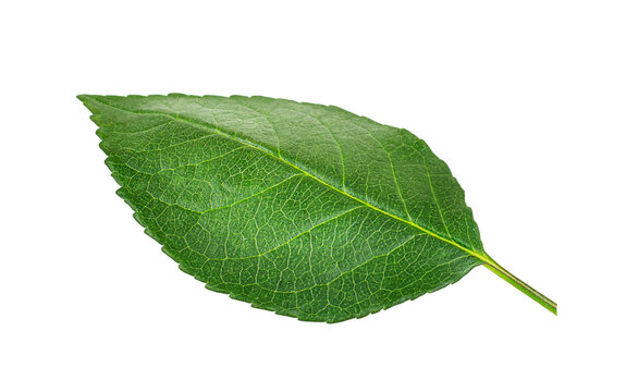 Close-up of green textured leaf isolated on transparent background, apple leaf