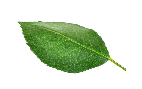 Close-up of green textured leaf isolated on transparent background, apple leaf - Powered by Adobe