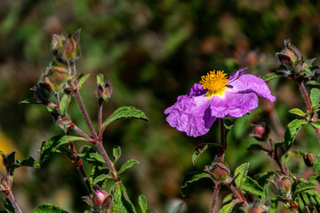 Pink wild Salvia Cistus flowers close-up on green blurred background