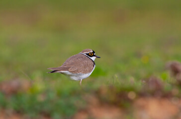 bird on the grass, Little Ringed Plover, Charadrius dubius	