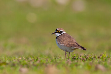 bird on the grass, Little Ringed Plover, Charadrius dubius	