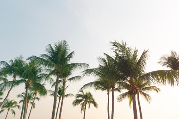 Fototapeta na wymiar Coconut Palm Trees Bottom Up View in Backlit