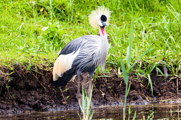 Fototapeta premium Grey Crowned Crane