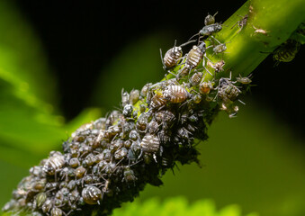 Aphids, plant lice, greenflies, blackflies or whiteflies, Cinara palaestinensis, the Aleppo pine aphid, Hemiptera Aphididae