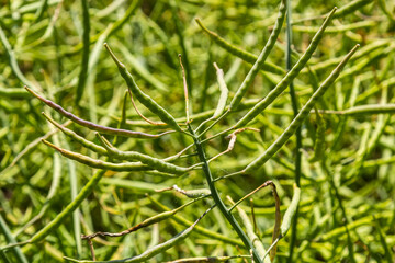 Rape Brassica napus, ripe, dry rape in the field. Ripe dry rapeseed stalks before harvest in day light