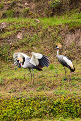 Fototapeta premium Grey Crowned Crane