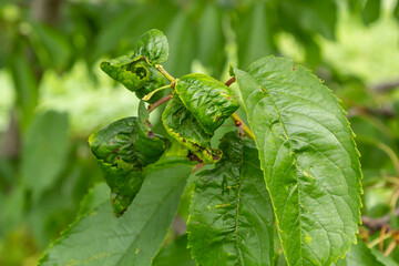 Twisted leaves of cherry. Cherry branch with wrinkled leaves affected by black aphid. Aphids, Aphis schneideri, severe damage from garden pests. Strongly damaged leaves from virus infection