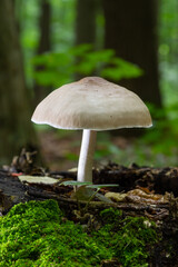 Volvariella gloiocephala is alsno known as big sheath mushroom, rose-gilled grisette or stubble rosegill