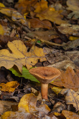 Edible mushroom called niscalo, red pine mushroom Lactarius deliciosus growing in the fall season in the pine forests of Spain. Mushroom harvest season. Mycology Concept