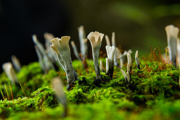 Amazing litte mushroom looks like branches with drops of dew - Xylaria hypoxylon