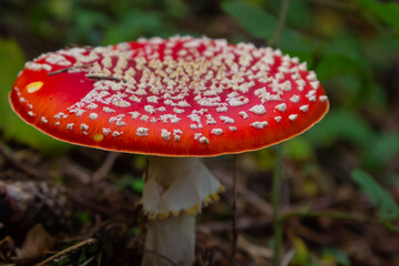 Red Wild Amanita Muscaria Mushroom. A red Amanita Muscaria mushroom growing in the wild