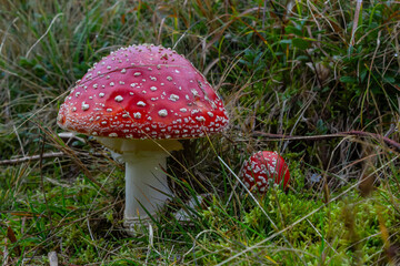 Close-up of a Amanita poisonous mushroom in nature. Fly amanita Amanita muscaria mushroom