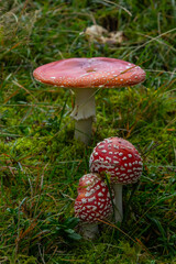 Red Wild Amanita Muscaria Mushroom. A red Amanita Muscaria mushroom growing in the wild