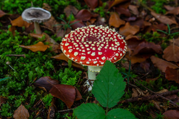Amanita Muscaria, poisonous mushroom. Photo has been taken in the natural forest background
