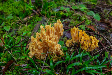 yellow edible coral mushroom Ramaria flava mushroom in the forest, close-up