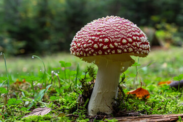 Red Wild Amanita Muscaria Mushroom. A red Amanita Muscaria mushroom growing in the wild