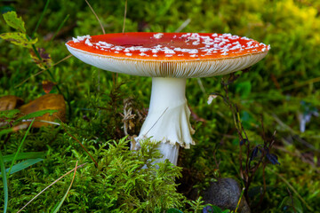 Red Wild Amanita Muscaria Mushroom. A red Amanita Muscaria mushroom growing in the wild