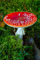 Red Wild Amanita Muscaria Mushroom. A red Amanita Muscaria mushroom growing in the wild