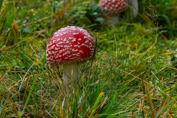 Amanita Muscaria, poisonous mushroom. Photo has been taken in the natural forest background