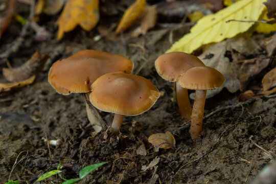 Gymnopus hariolorum mushrooms on the old stump