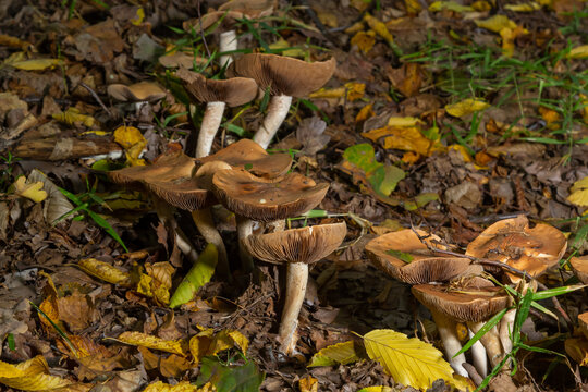 Poison Pie Mushroom Hebeloma crustuliniforme growing through the autumnal leaves