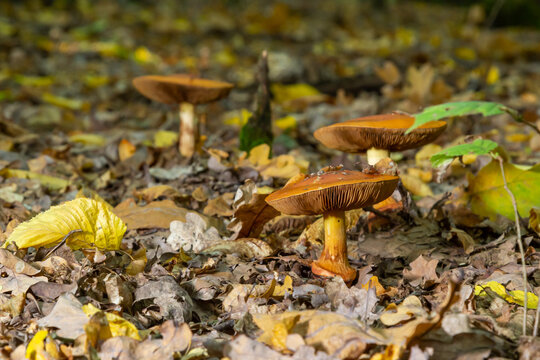 A closeup of Cortinarius triumphans, in a natural environment against the background of the forest