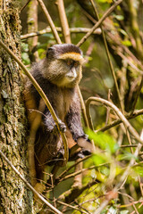 Golden Monkey