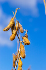ripe soybean pods on the agricultural field ready to harvest and sky as background. Photo with selective focus and copy space